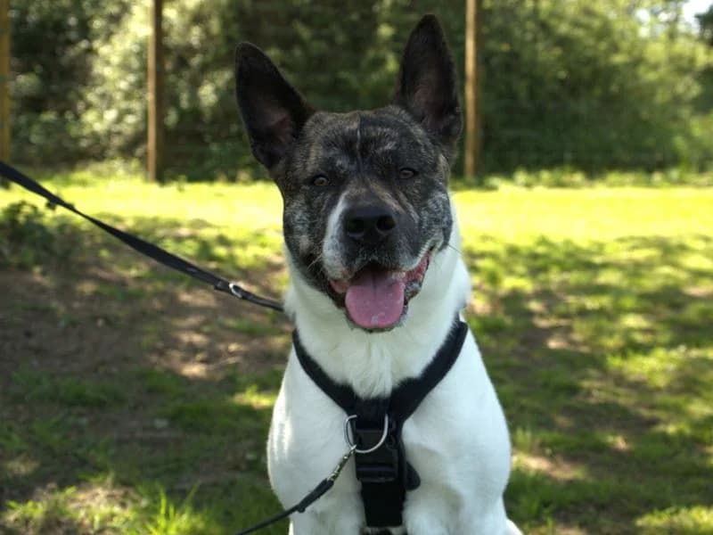 Hugo, male young Akita for adoption at Dogs Trust Newbury, Newbury