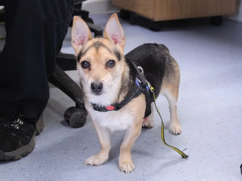 Cash, male 5yo Jack Russell Terrier for adoption at Dogs Trust Newbury, Newbury