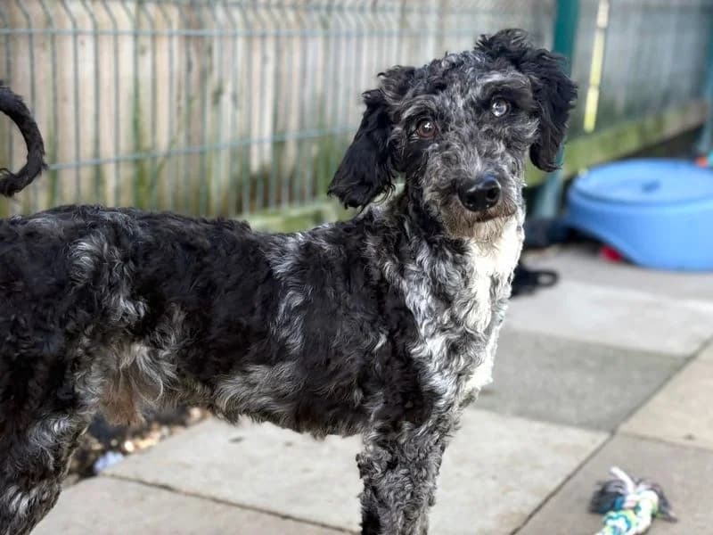 Elvis, male young Poodle for adoption at Dogs Trust Shoreham, Shoreham by Sea