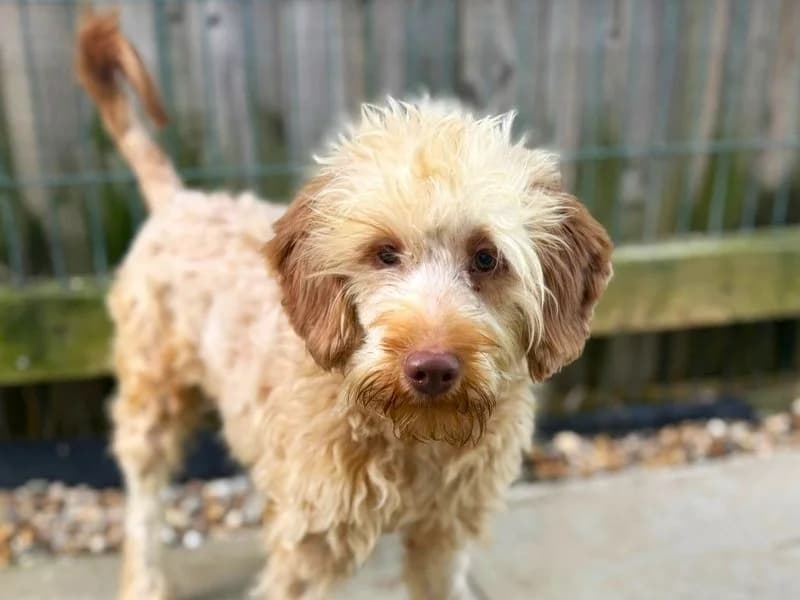 Dean, male young Poodle for adoption at Dogs Trust Shoreham, Shoreham by Sea