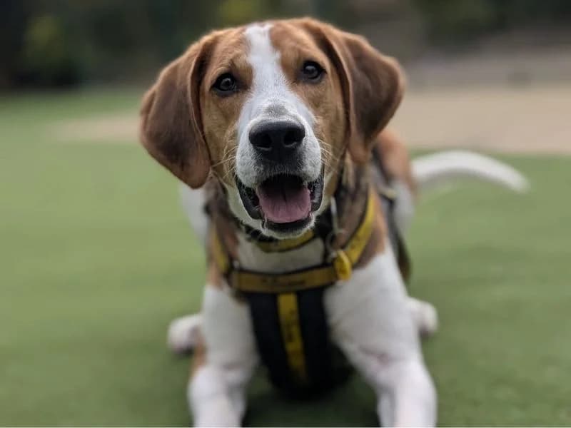 Fred, tricolor male mixed breed for adoption at Dogs Trust Shrewsbury, Telford