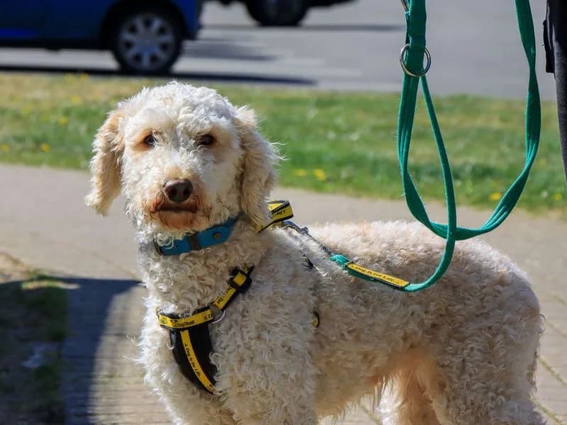 Nancy, female 3yo Poodle for adoption at Dogs Trust Evesham, Evesham