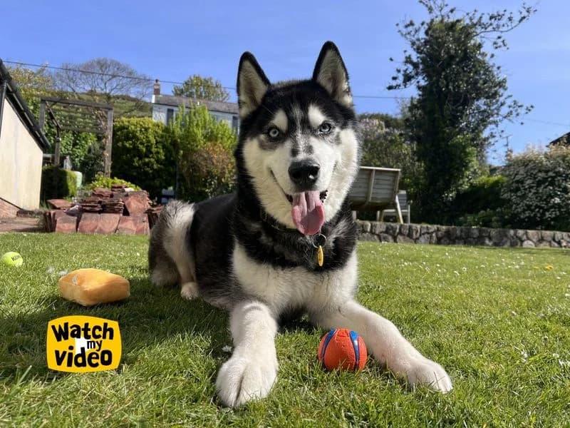 Rocky Husky, male senior Husky for adoption at Dogs Trust Ilfracombe, Ilfracombe