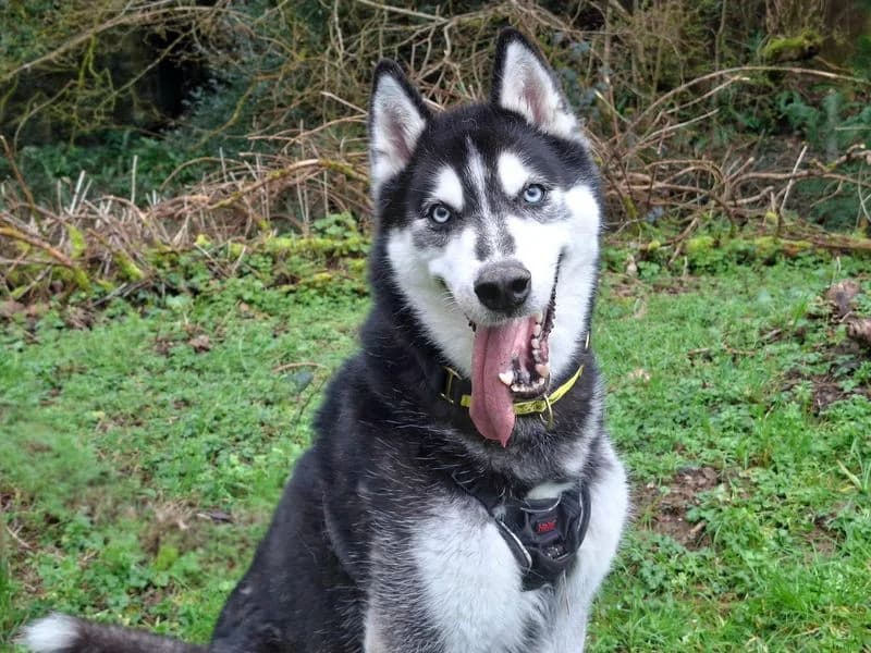 Rocky Husky, male senior Husky for adoption at Dogs Trust Ilfracombe, Ilfracombe