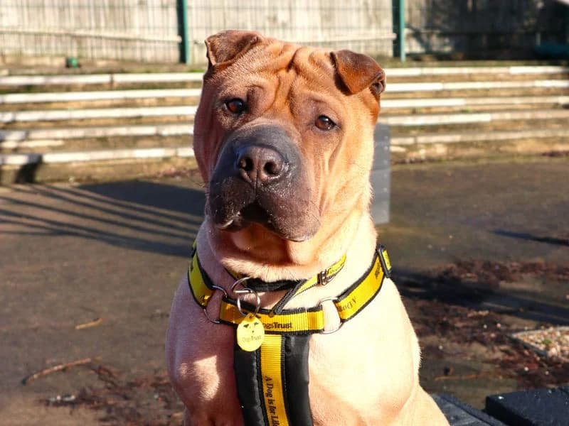 Gretel, female 3yo Shar Pei for adoption at Dogs Trust Harefield, Harefield