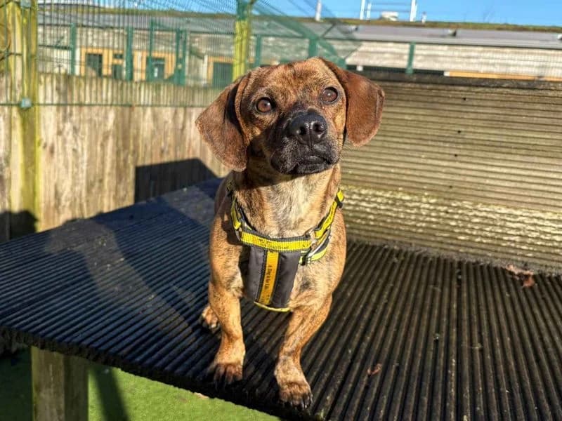 Olive, female young Pug for adoption at Dogs Trust Loughborough, Wymeswold