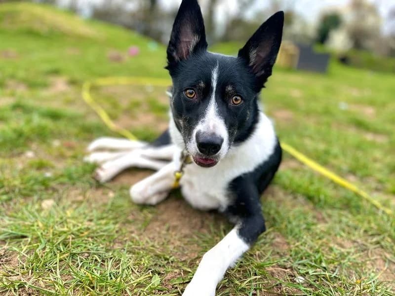 Gemma, female Border Collie for adoption at Dogs Trust Snetterton, Snetterton