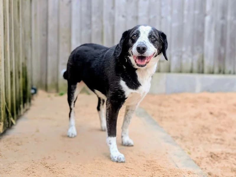 Jackson, male senior Border Collie for adoption at Dogs Trust Cardiff, Cardiff