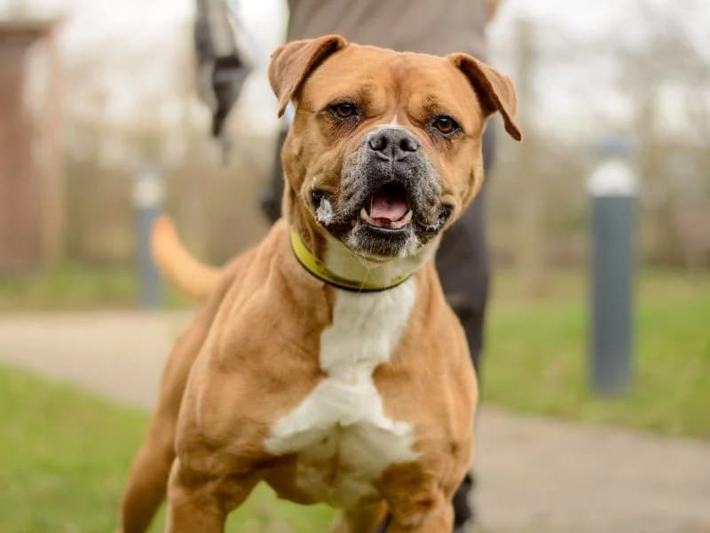 Hilda, female 6yo Mastiff for adoption at Dogs Trust Kenilworth, Kenilworth