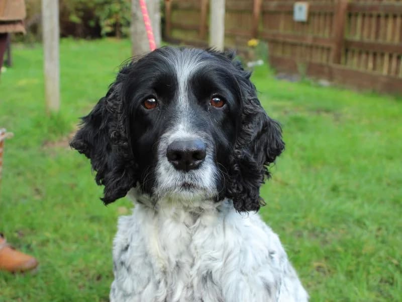 Tattie, female senior mixed breed for adoption at Dogs Trust Newbury, Newbury