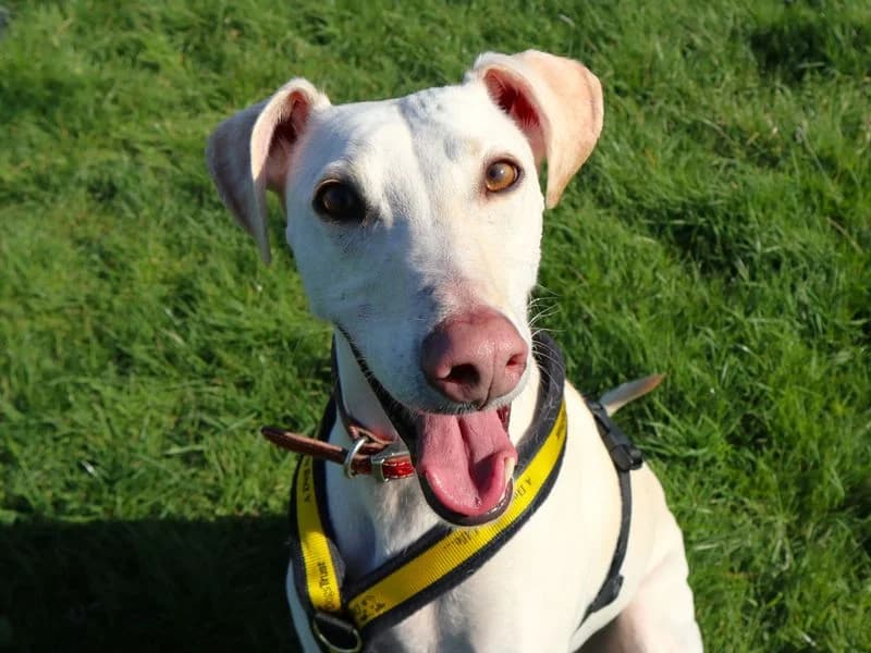 Bertie, male 5yo mixed breed for adoption at Dogs Trust Harefield, Harefield
