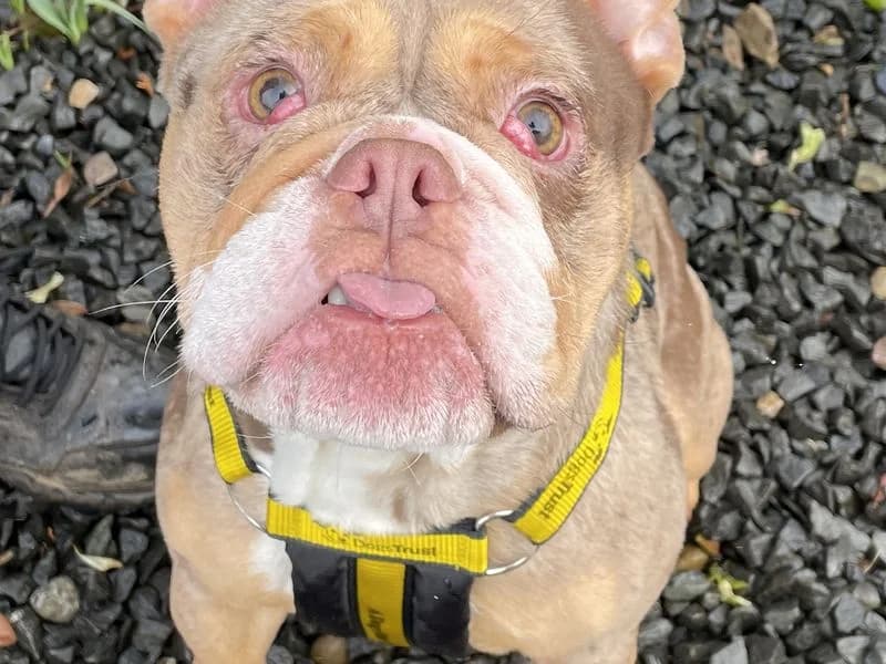 Hank (Tank), brown_chocolate male English Bulldog for adoption at Dogs Trust Cumbria, Cumbria