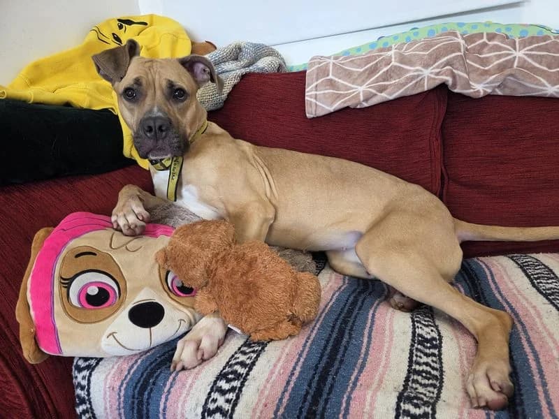 Paisley, female mixed breed for adoption at Dogs Trust Cardiff, Cardiff