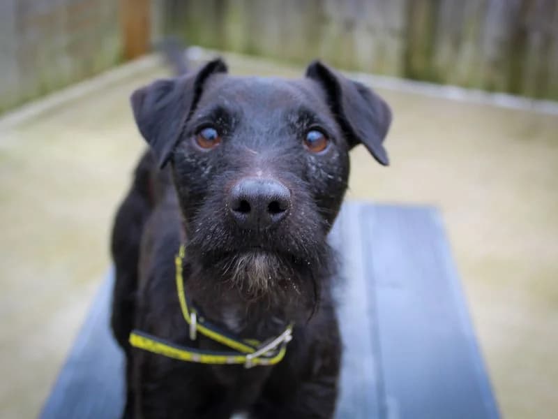 Billy, male 5yo mixed breed for adoption at Dogs Trust Darlington, Sadberge