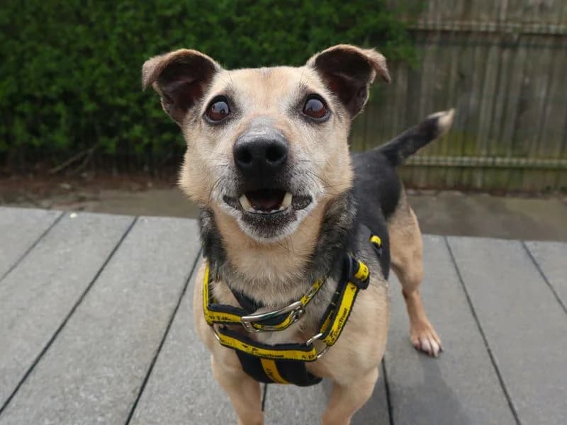 Clive, Jack Russell Terrier (Dogs Trust Harefield)