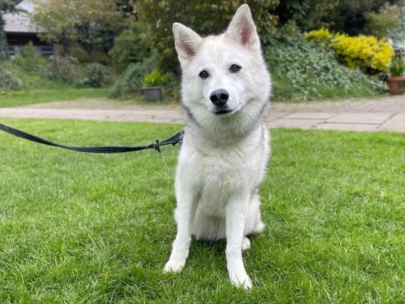 Cleo, female senior Husky for adoption at Dogs Trust Kenilworth, Kenilworth
