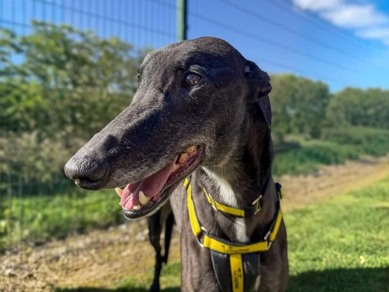 Liquorice, male 6yo Greyhound for adoption at Dogs Trust Basildon, Wickford