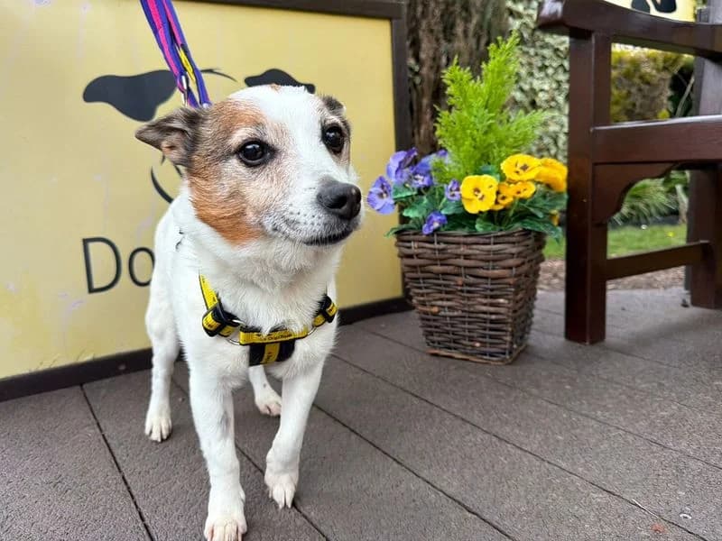 Ben, male senior Pomeranian for adoption at Dogs Trust West Calder, West Calder
