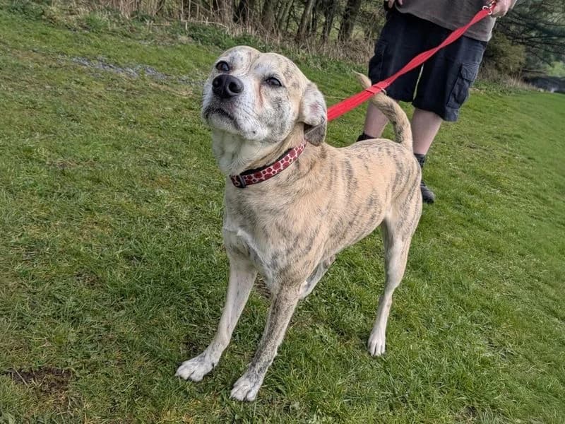 Max, male 3yo Staffordshire Bull Terrier for adoption at Dogs Trust Basildon, Wickford