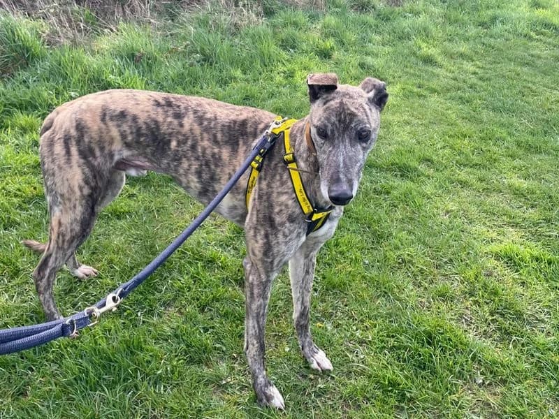 Bobby, male 4yo Greyhound for adoption at Dogs Trust Shrewsbury, Telford