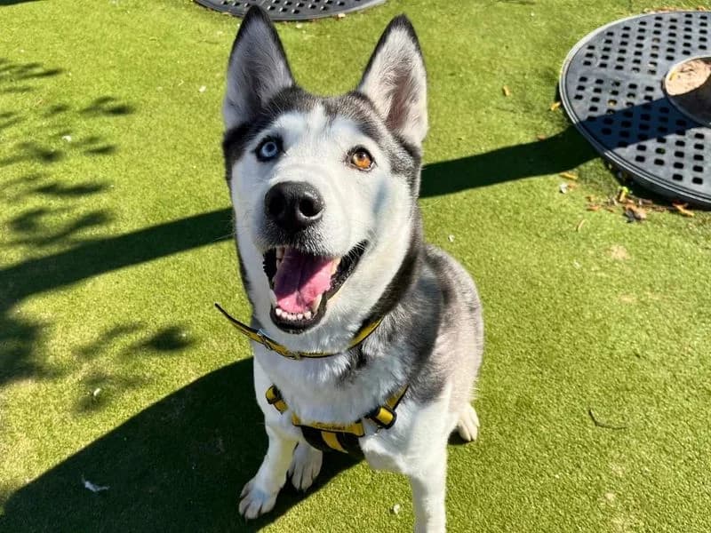 Alaska, female 6yo Husky for adoption at Dogs Trust Manchester, Manchester