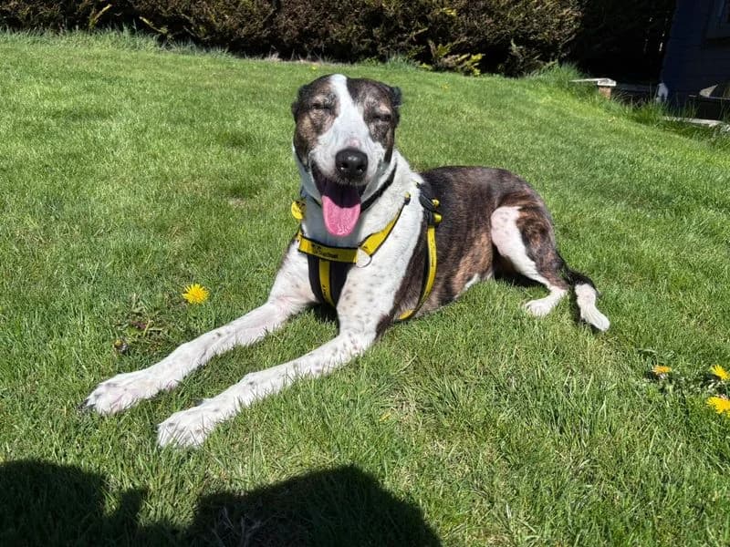 Lassie Longlegs, female senior Lurcher for adoption at Dogs Trust Dundee, Dundee