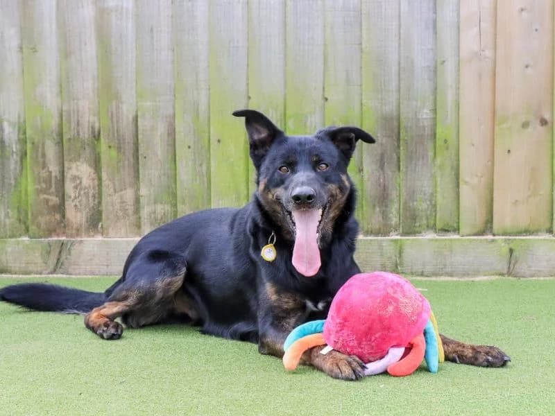 Lestrade, male young mixed breed for adoption at Dogs Trust Evesham, Evesham