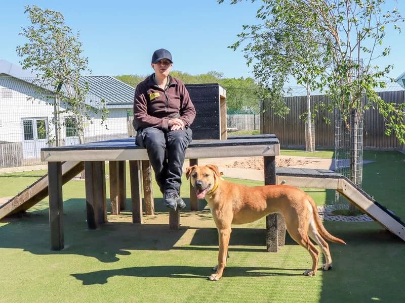 Juno, female puppy Mixed Breed for adoption at Dogs Trust Evesham, Evesham