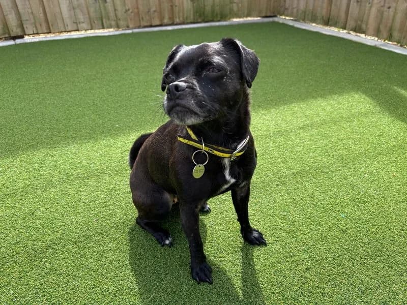 Bella, female 4yo Pug for adoption at Dogs Trust Salisbury, Newton Tony