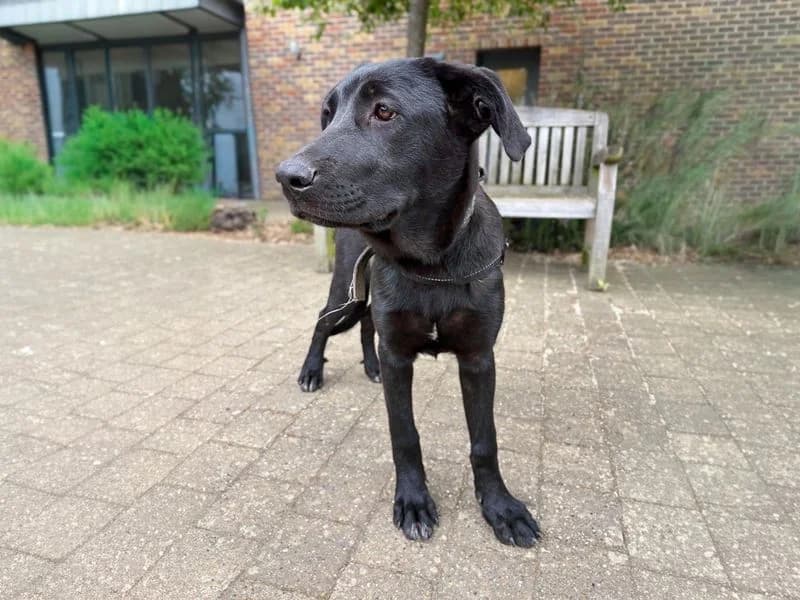 Wanda, female puppy mixed breed for adoption at Dogs Trust Basildon, Wickford