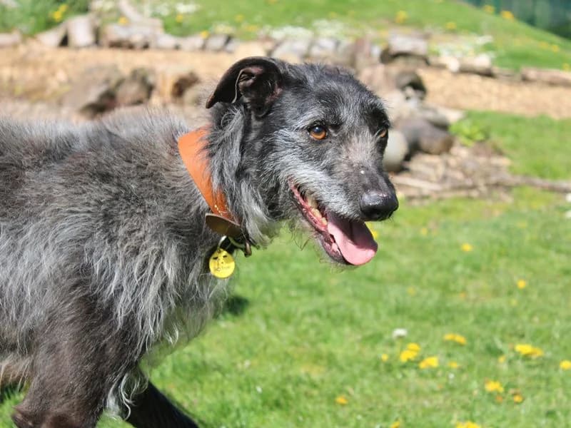 Ollie, male 7yo mixed breed for adoption at Dogs Trust Merseyside, Liverpool