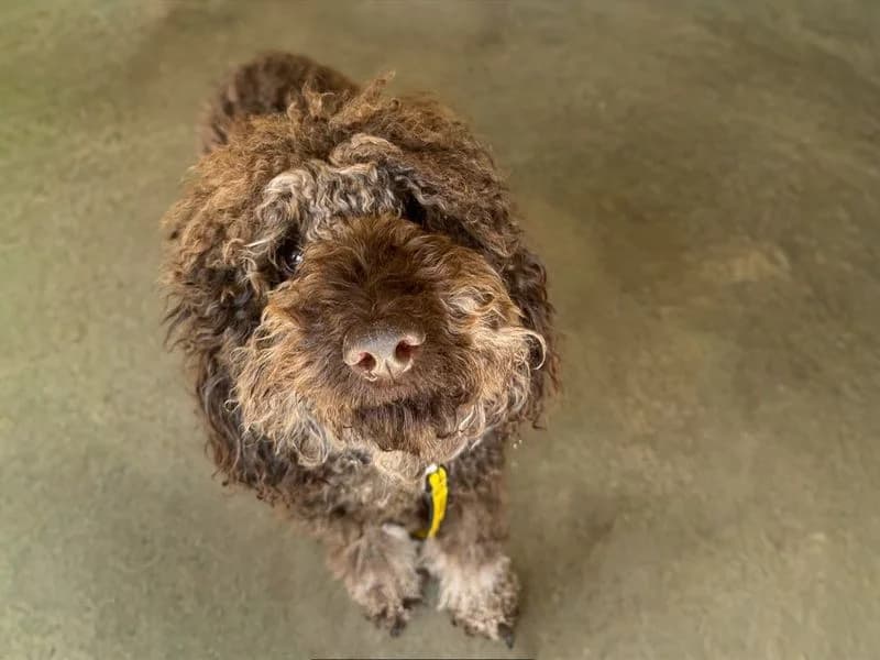 Obi, male young Poodle for adoption at Dogs Trust Basildon, Wickford