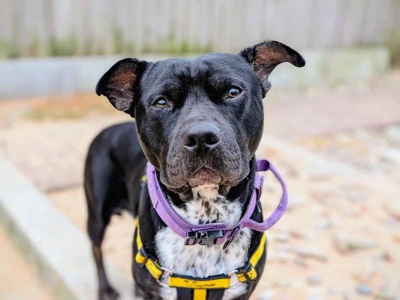 Brida, Staffordshire Bull Terrier (Dogs Trust Cardiff)