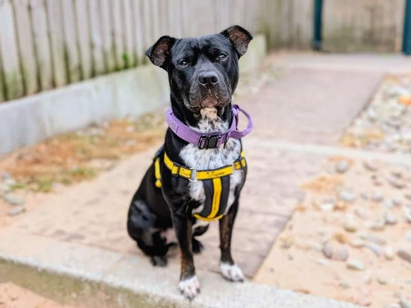 Brida, female 3yo Staffordshire Bull Terrier for adoption at Dogs Trust Cardiff, Cardiff