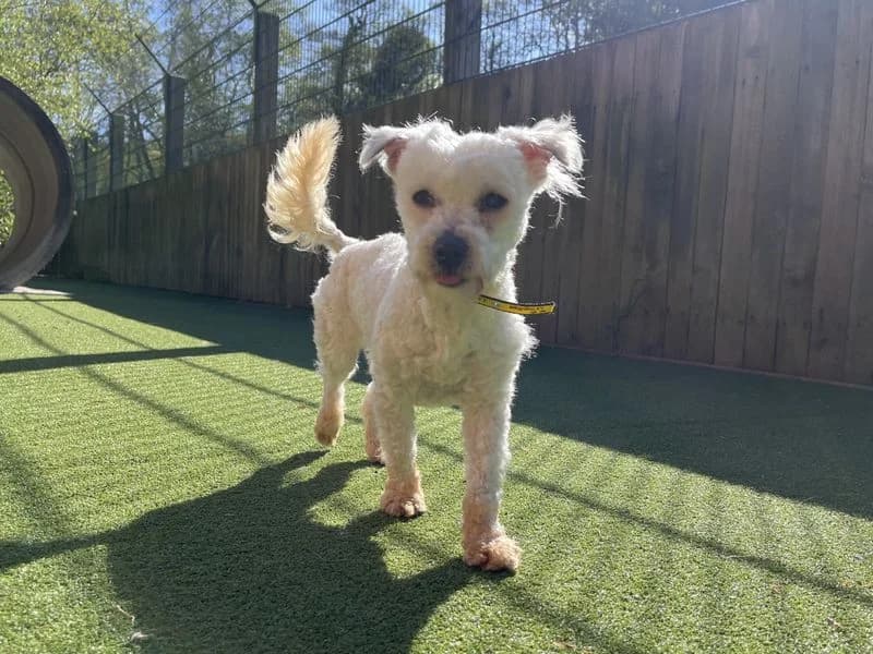 Pixie, female 3yo Bichon Frisé for adoption at Dogs Trust Ilfracombe, Ilfracombe