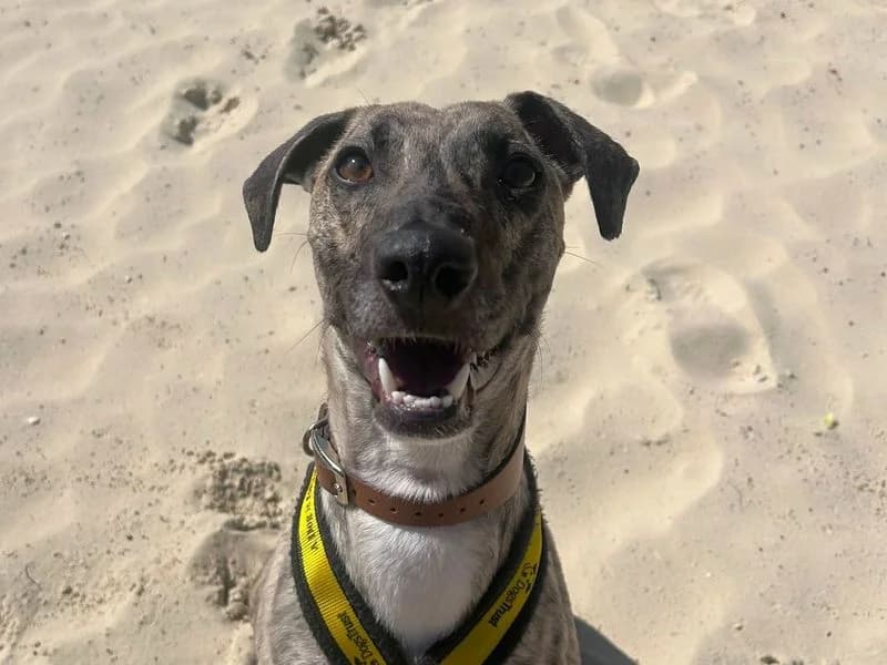 Joni Mitchell, female young Lurcher for adoption at Dogs Trust Harefield, Harefield