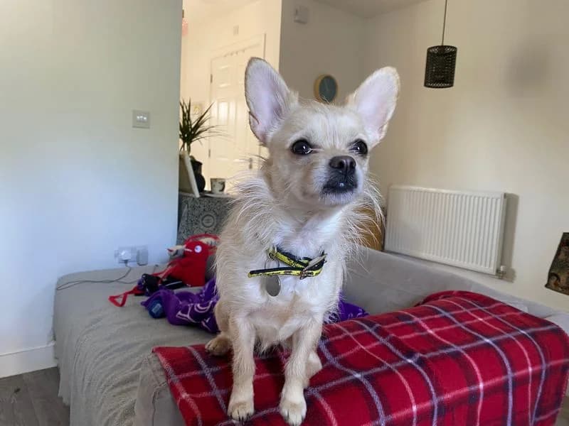 Pearl, female young Chihuahua for adoption at Dogs Trust Salisbury, Newton Tony