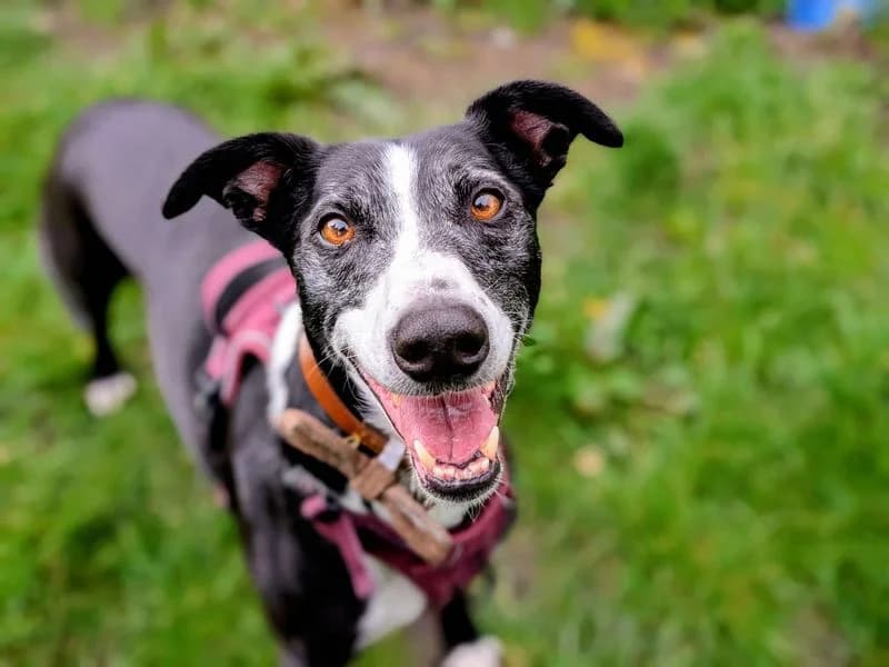 Cedric,  (Dogs Trust Cardiff)