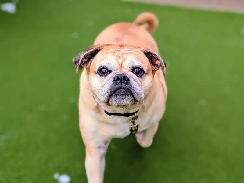 Lacey, female 7yo Pug for adoption at Dogs Trust Cardiff, Cardiff