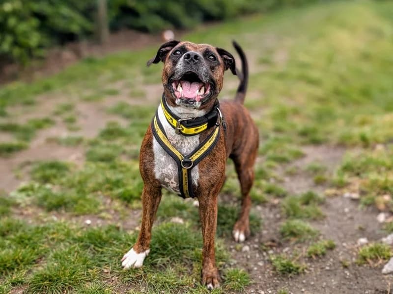 Cleo, female 5yo Staffordshire Bull Terrier for adoption at Dogs Trust Cardiff, Cardiff