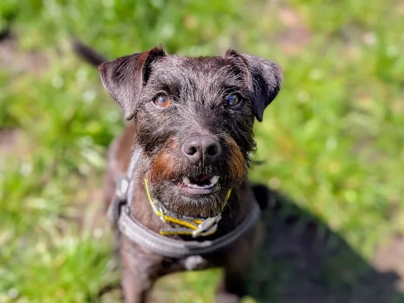 Evie, female 4yo Mixed Breed for adoption at Dogs Trust Cardiff, Cardiff