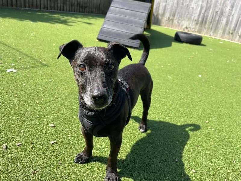 Ole, male senior mixed breed for adoption at Dogs Trust Cardiff, Cardiff