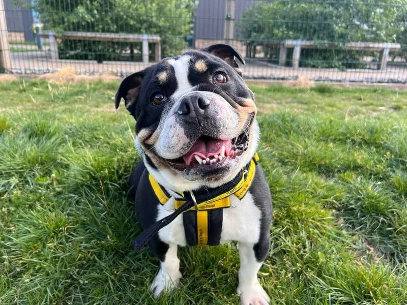 Frank, male young English Bulldog for adoption at Dogs Trust Cardiff, Cardiff