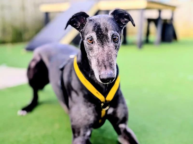 Hiccup, male 5yo Greyhound for adoption at Dogs Trust Cardiff, Cardiff