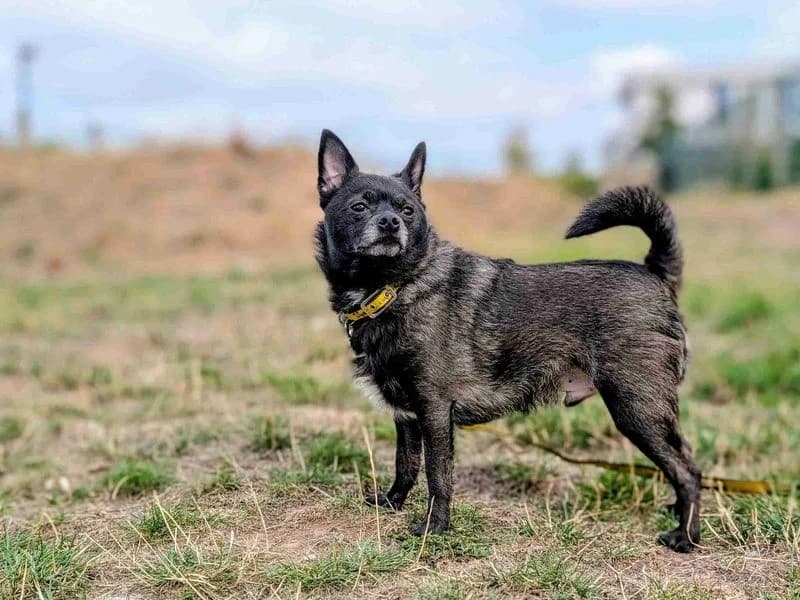 Norm, male 4yo Chihuahua for adoption at Dogs Trust Cardiff, Cardiff