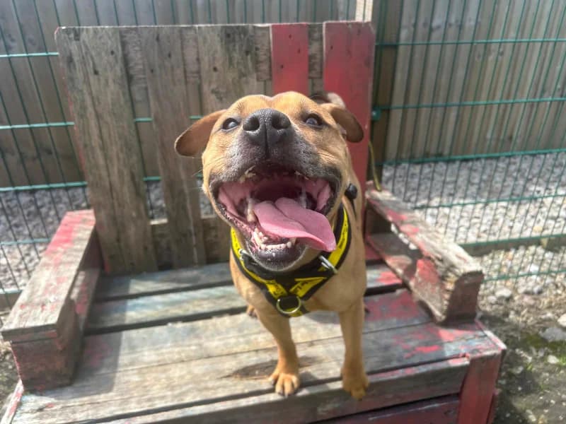 Rolo, male 5yo Staffordshire Bull Terrier for adoption at Dogs Trust Cardiff, Cardiff