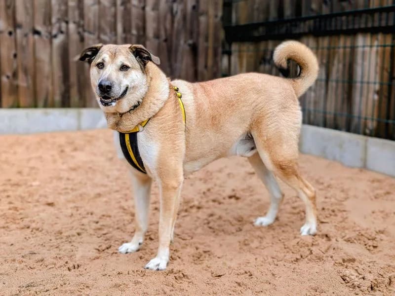 Fabian, male young mixed breed for adoption at Dogs Trust Cardiff, Cardiff