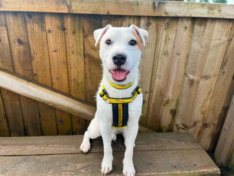 Jamie, male young Jack Russell Terrier for adoption at Dogs Trust Cardiff, Cardiff