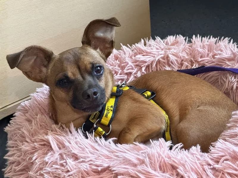 Ethel, female young Jack Russell Terrier for adoption at Dogs Trust Cardiff, Cardiff