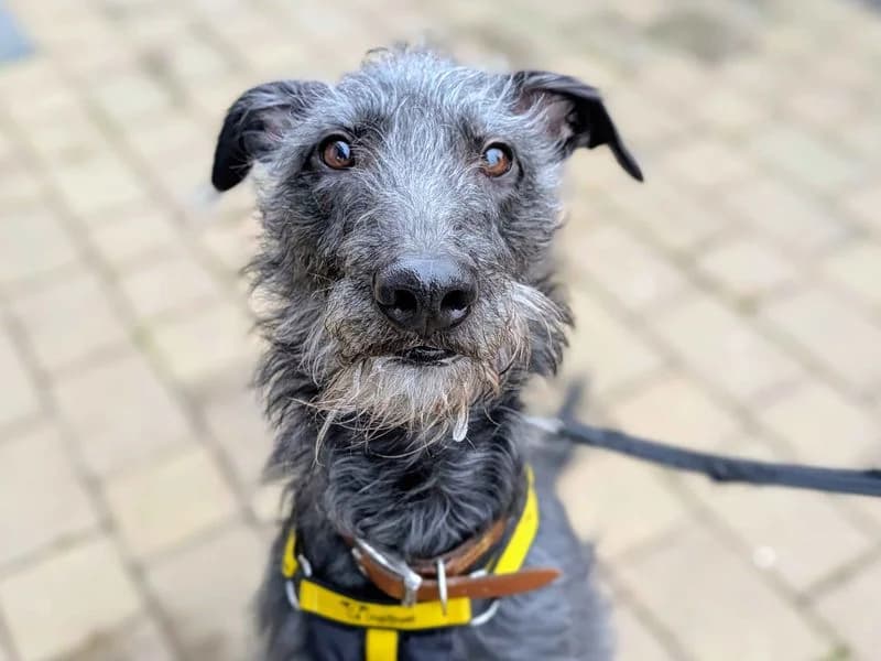Frodo, male 3yo Greyhound for adoption at Dogs Trust Cardiff, Cardiff